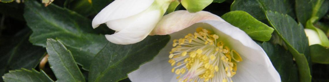 Herzlich willkommen im Pastoralen Raum Mechernich