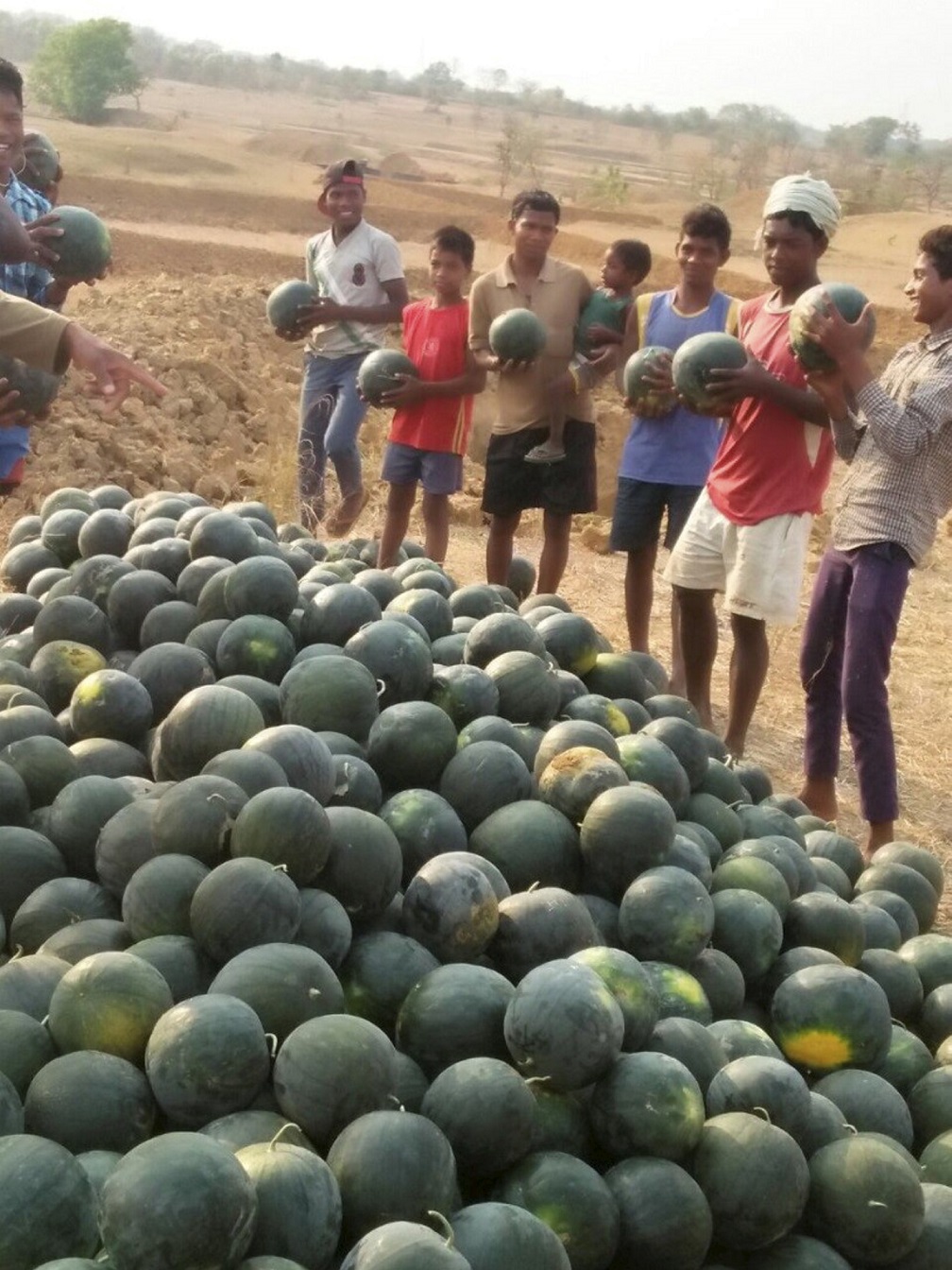 In dem Agrarprojekt in Süd-Jharkhand wurde die Erntekapazität durch Bewässerung und Know-how-Transfer verdoppelt und verdreifacht, hier sind Wassermelonen im Bild. (c) Foto: Franz Richter/EBI/pp/Agentur ProfiPress