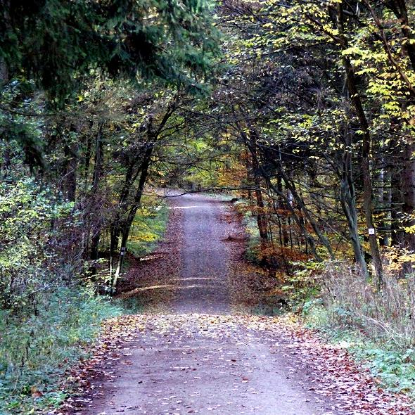 Gotteswald Nöthen
