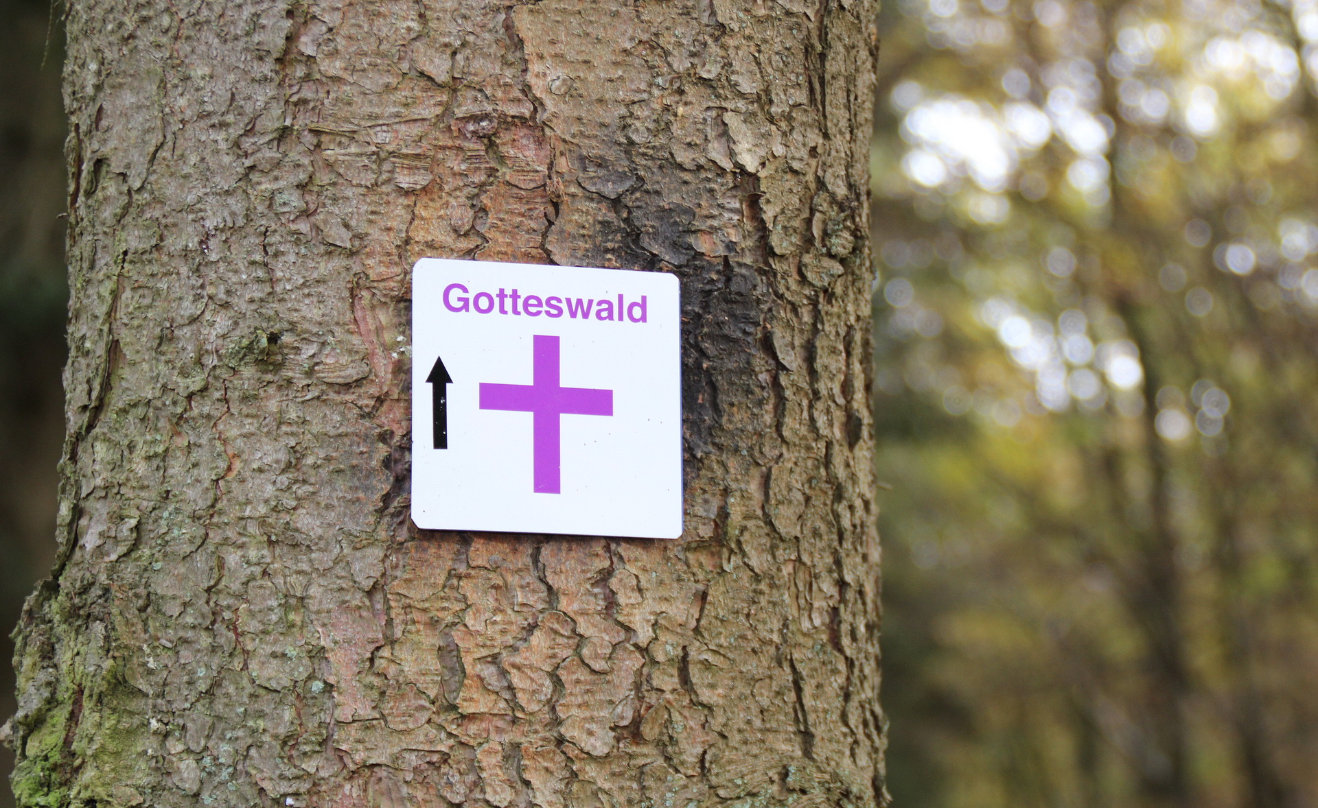 Zu einem besonderen Spaziergang durch den Gotteswald wird am Ostersonntag, 5. April, um 18 Uhr herzlich eingeladen. (c) Foto: Kirsten Röder/pp/Agentur ProfiPress