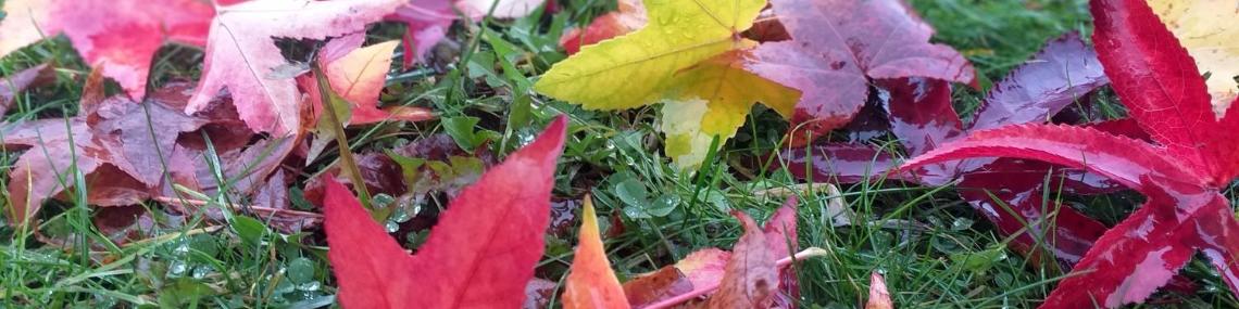 Herzlich willkommen im Pastoralen Raum Mechernich