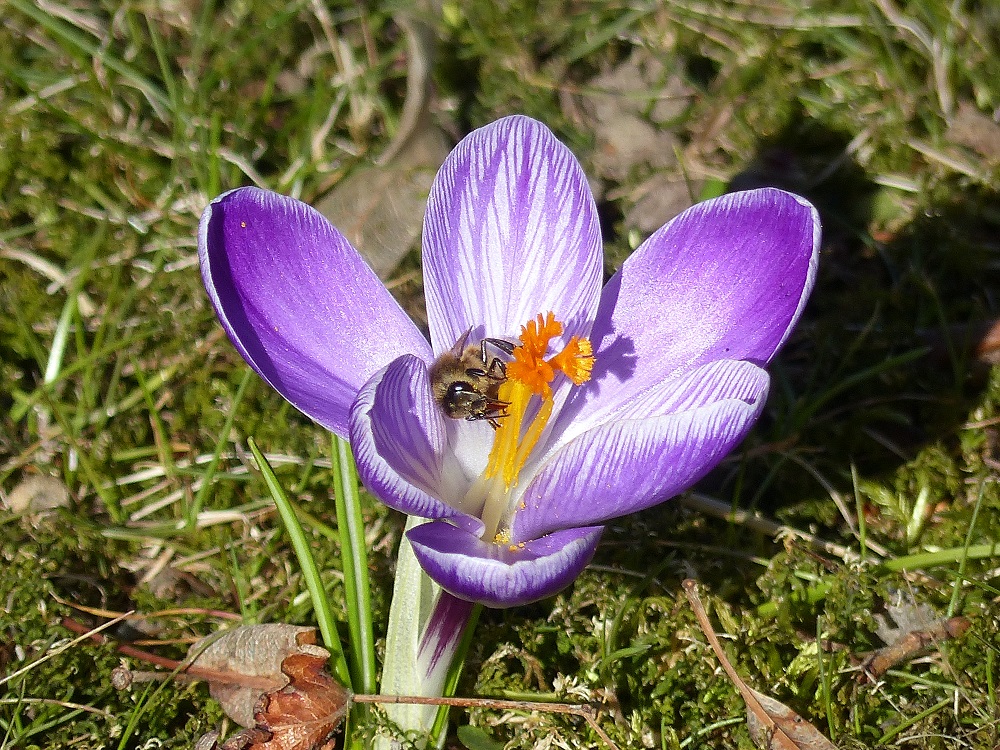 Krokus_by_wunibald-woerle_pfarrrbriefservice
