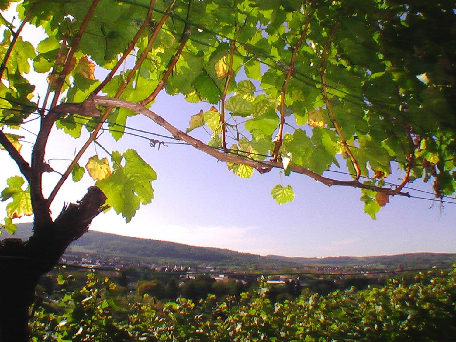 weinstock_018_by_elmar_waigand_pfarrbriefservice